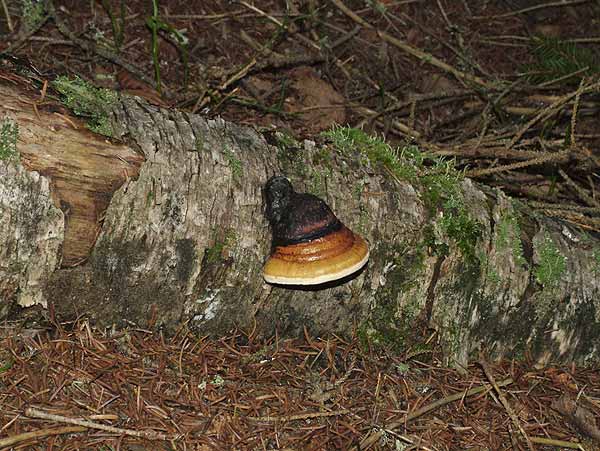 fomitopsis pinicola
