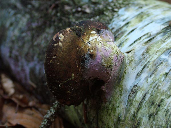 tulasnella violea