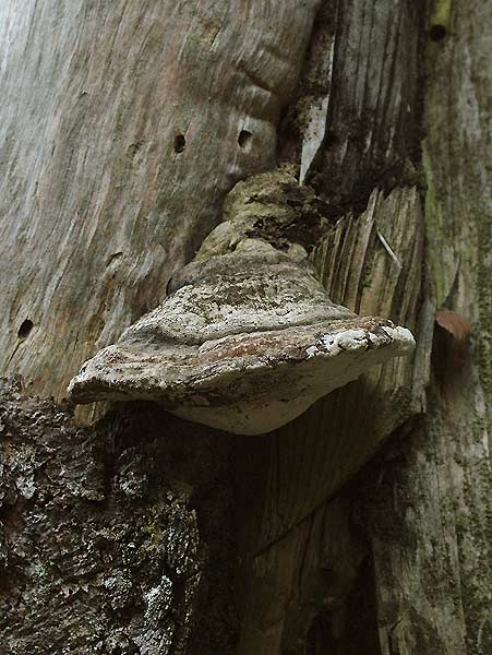 fomitopsis pinicola