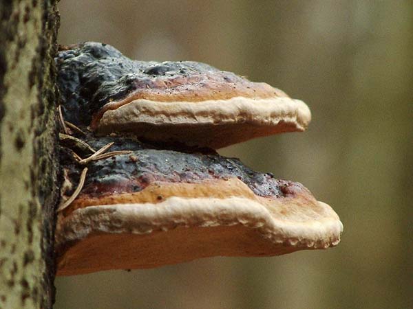 fomitopsis pinicola