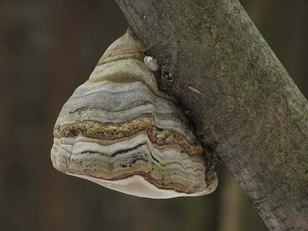 fomes fomentarius