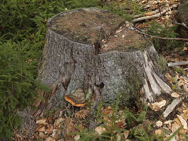 fomitopsis pinicola