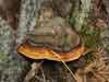 fomitopsis pinicola