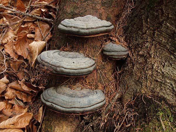 fomitopsis pinicola