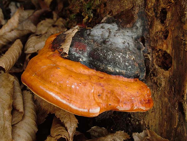 fomitopsis pinicola