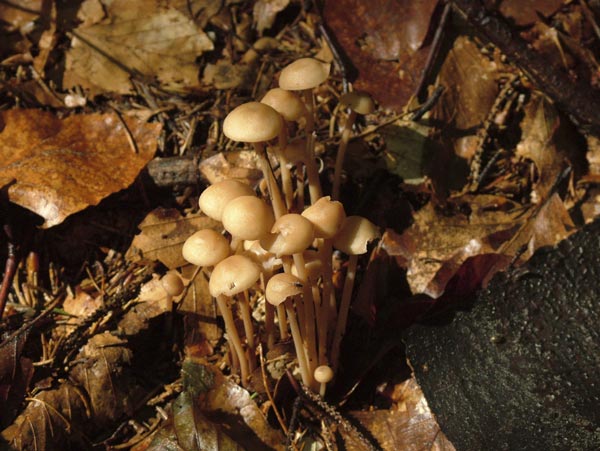 gymnopus confluens