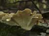 trametes versicolor