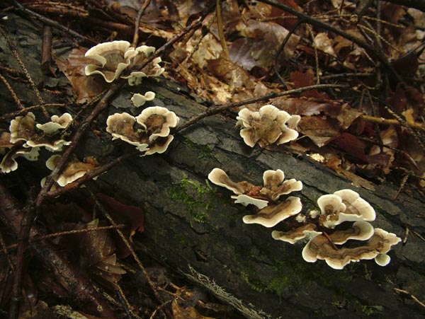 trametes versicolor