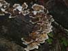 trametes versicolor