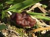 gyromitra esculenta