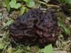 gyromitra esculenta