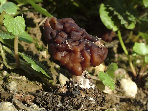 gyromitra esculenta