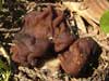 gyromitra esculenta