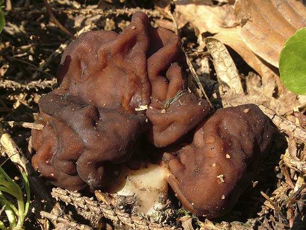 gyromitra esculenta