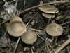 polyporus ciliatus