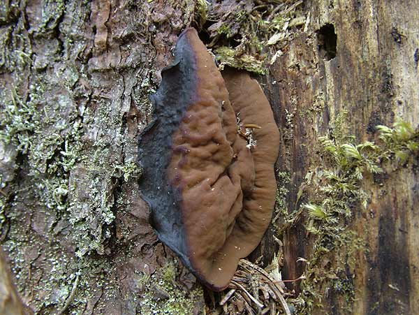 gyromitra perlata