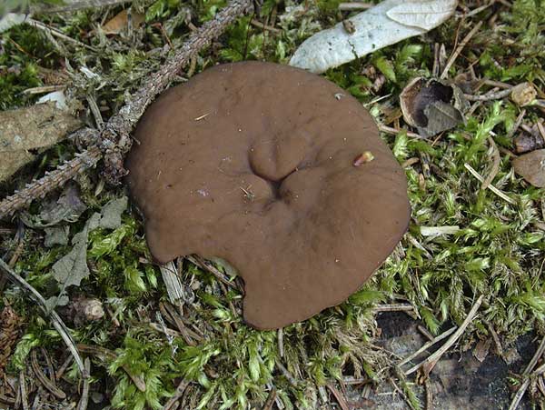 gyromitra perlata