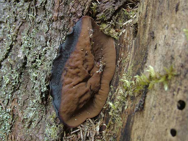 Gyromitra perlata