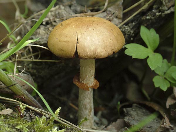 pholiotina aporos