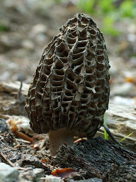 morchella elata