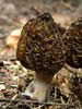 morchella elata