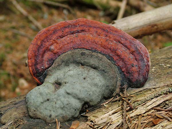 fomitopsis pinicola