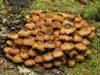 kuehneromyces mutabilis