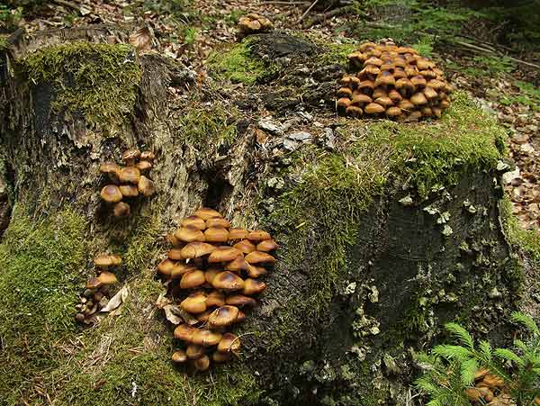 kuehneromyces mutabilis