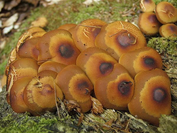 kuehneromyces mutabilis