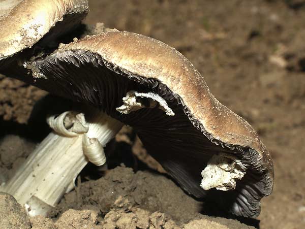 stropharia rugosoannulata