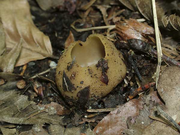 tarzetta catinus