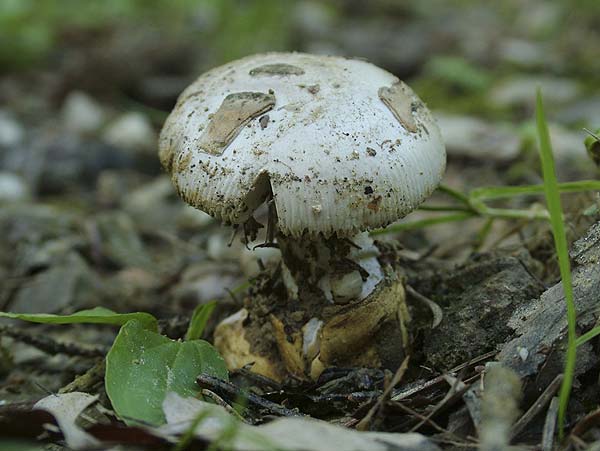 Amanita spec.