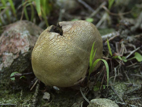 Netzsporiger Kartoffelbovist