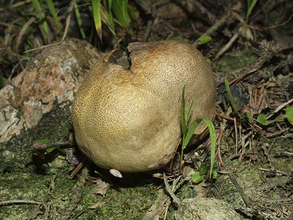 scleroderma bovista