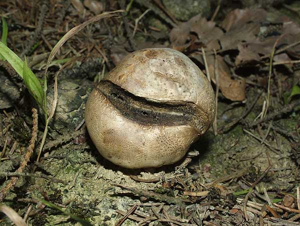 scleroderma bovista