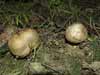 scleroderma bovista