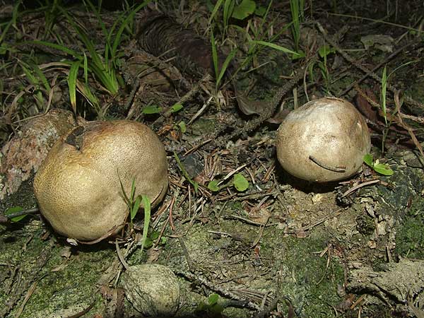 scleroderma bovista