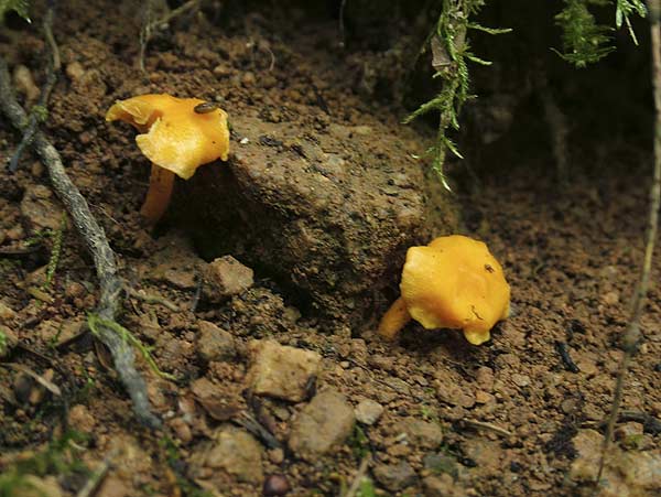 cantharellus friesii - ametna lisička