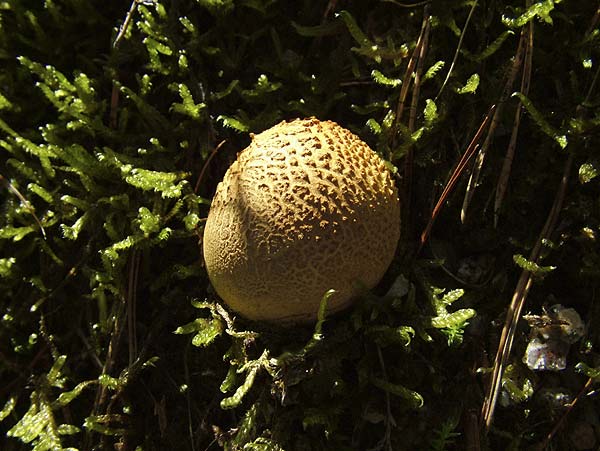 Scleroderma citrinum - navadna trdokonica