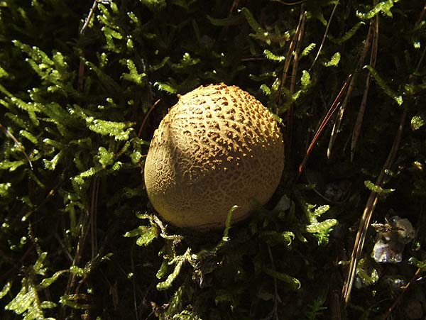 Gemeiner Kartoffel-Bovist