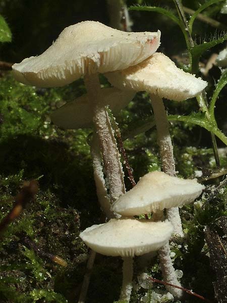 cystolepiota sistrata