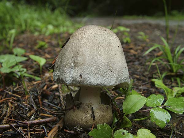 Volvariella volvacea