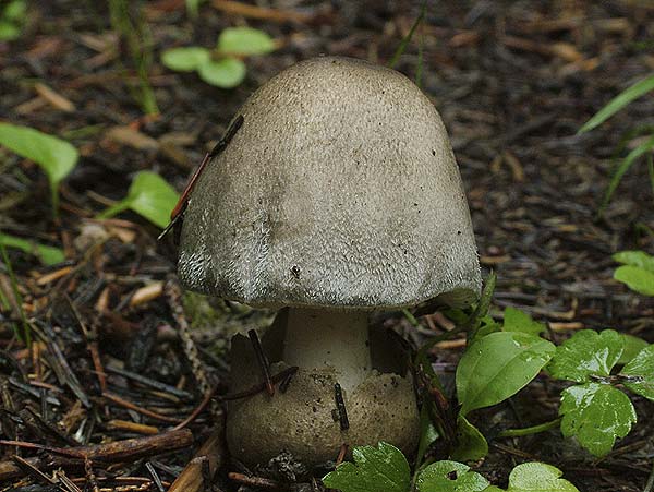 volvariella volvacea