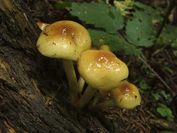 pholiota spumosa