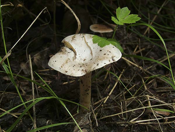 clitocybe phyllophila