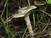 clitocybe phyllophila