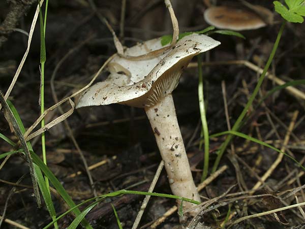 clitocybe phyllophila
