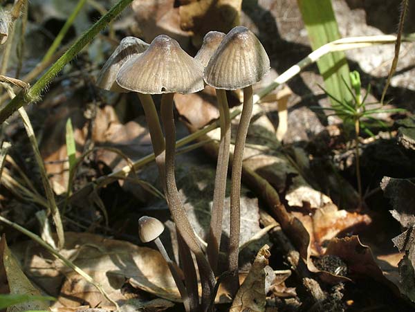 Mycena galopus