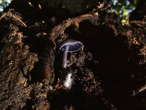 entoloma euchroum