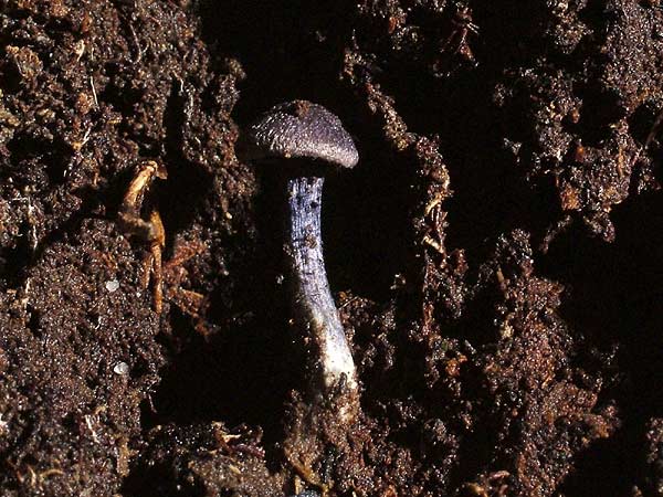 entoloma euchroum